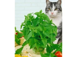 Nepeta Cataria Katzenminze Ca. 9x9 cm Topf