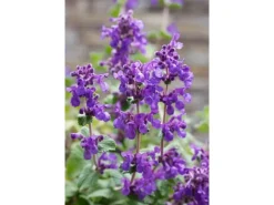 Nepeta Racemosa Superba Katzenminze Ca. 9x9 cm Topf