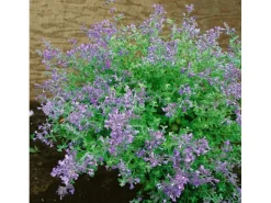 Nepeta X Faassenii Kit Cat Katzenminze Ca. 9x9 cm Topf