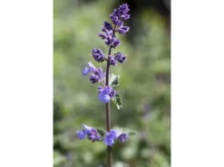 Nepeta X Faassenii Walker's Low Katzenminze Ca. 9x9 cm Topf