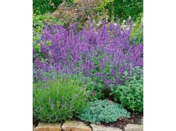 Nepeta X Faassenii Walker's Low Katzenminze Ca. 9x9 cm Topf