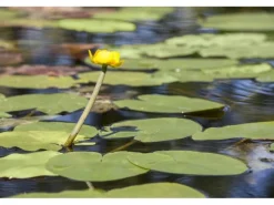 Nuphar Lutea Teichmummel Ca 11x11 cm Topf