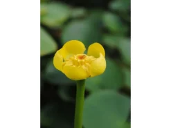 Nuphar Lutea Teichmummel Ca 11x11 cm Topf