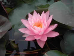 Nymphaea Odorata Seerose Ca. 11x11 cm Topf