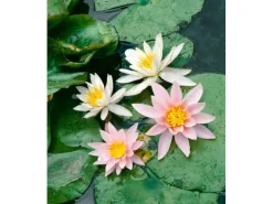 Nymphaea Odorata Seerose Ca. 11x11 cm Topf