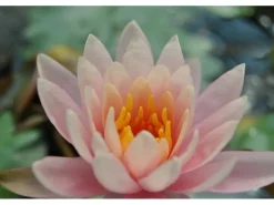 Nymphaea X Cult.'fabiola' Seerose Ca. 11x11 cm Topf