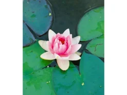 Nymphaea X Cult.'fabiola' Seerose Ca. 11x11 cm Topf
