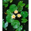 Nymphaea X Cult.'walter Pagels' Seerose Ca. 11x11 cm Topf