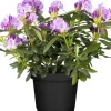 OBI Catawba-Rhododendron "Grandiflorum" Violett Höhe ca. 30 - 40 cm Topf ca. 5 l