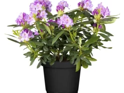 OBI Catawba-Rhododendron "Grandiflorum" Violett Höhe ca. 30 - 40 cm Topf ca. 5 l