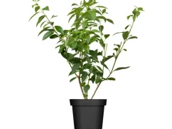 OBI Forsythie "Lynwood Gold" Gelb Höhe ca. 50 - 60 cm Topf ca. 3,5 l Forsythia