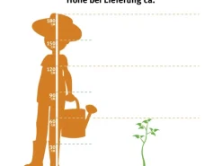 OBI Forsythie "Lynwood Gold" Gelb Höhe ca. 50 - 60 cm Topf ca. 3,5 l Forsythia