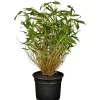 OBI Gartenbambus Höhe 30 - 40 cm Topf ca. 3 l Fargesia murielae