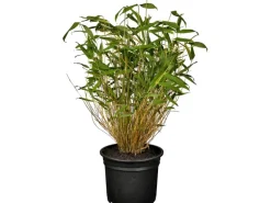 OBI Gartenbambus Höhe 30 - 40 cm Topf ca. 3 l Fargesia murielae