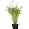 OBI Gartenbambus Höhe 60 - 80 cm Topf ca. 5 l Fargesia murielae
