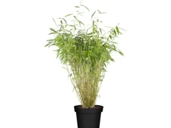 OBI Gartenbambus Höhe 60 - 80 cm Topf ca. 5 l Fargesia murielae