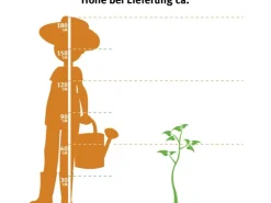 OBI Gartenbambus Höhe 60 - 80 cm Topf ca. 5 l Fargesia murielae