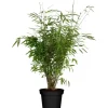 OBI Gartenbambus "Light Green" Höhe ca. 40 - 60 cm Topf ca. 5 l Fargesia