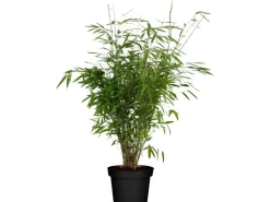 OBI Gartenbambus "Light Green" Höhe ca. 40 - 60 cm Topf ca. 5 l Fargesia