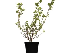 OBI Gartenjasmin "Schneesturm" Weiß Höhe ca.50-60 cm Topf ca. 3,5 l Philadelphus