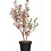 OBI Heidelbeere "Elisabeth" Höhe ca. 30 cm - 40 cm Topf ca. 3 l Vaccinium
