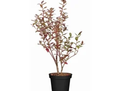 OBI Heidelbeere "Elisabeth" Höhe ca. 30 cm - 40 cm Topf ca. 3 l Vaccinium