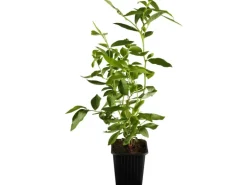 OBI Heidelbeere "Goldtraube" Blau Höhe ca. 20 - 30 cm Topf ca. 3 l Vaccinium