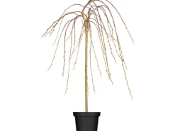 OBI Hängende Kätzchenweide "Pendula" Gelb Höhe ca. 80-100 cm Topf ca.5,5 l Salix