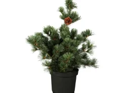 OBI Japanische Zwergmädchenkiefer "Negishi" Höhe ca. 20 - 30 cm Topf ca. 4,6 l