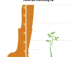 OBI Japanische Zwergmädchenkiefer "Negishi" Höhe ca. 20 - 30 cm Topf ca. 4,6 l