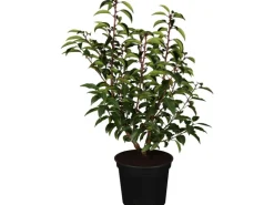 OBI Portugiesischer Kirschlorbeer "Angustifolia" Höhe ca. 50 - 60 cm Topf ca. 5l