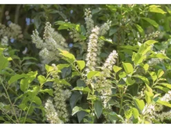 OBI Portugiesischer Kirschlorbeer "Angustifolia" Höhe ca. 50 - 60 cm Topf ca. 5l