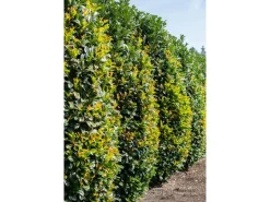 OBI Portugiesischer Kirschlorbeer 