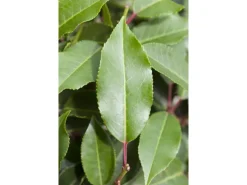 OBI Portugiesischer Kirschlorbeer 