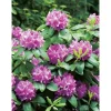 OBI Rhododendron "Roseum Elegans" Rosa Höhe ca. 30-40 cm Topf ca.5l Rhododendron