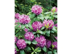 OBI Rhododendron "Roseum Elegans" Rosa Höhe ca. 30-40 cm Topf ca.5l Rhododendron