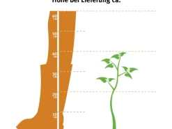 OBI Rhododendron "Roseum Elegans" Rosa Höhe ca. 30-40 cm Topf ca.5l Rhododendron