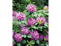 OBI Rhododendron 