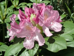 OBI Rhododendron 