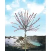OBI Riesen-Salweide "Mount Aso" Rosa Höhe ca. 80 cm Topf ca. 5 l Salix