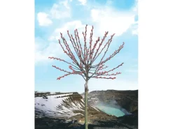 OBI Riesen-Salweide "Mount Aso" Rosa Höhe ca. 80 cm Topf ca. 5 l Salix