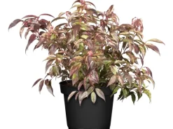 OBI Traubenheide "Rainbow" Höhe ca. 5 - 10 cm Topf ca. 2 l Leucothoe