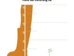 OBI Traubenheide "Rainbow" Höhe ca. 5 - 10 cm Topf ca. 2 l Leucothoe