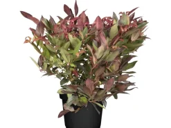 OBI Traubenheide "Scarletta" Weiß Höhe ca. 5 - 10 cm Topf ca. 2 l Leucothoe