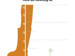 OBI Traubenheide "Scarletta" Weiß Höhe ca. 5 - 10 cm Topf ca. 2 l Leucothoe