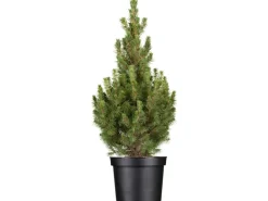OBI Zuckerhutfichte "Conica" Höhe ca. 50 - 60 cm Topf ca. 5 l Picea