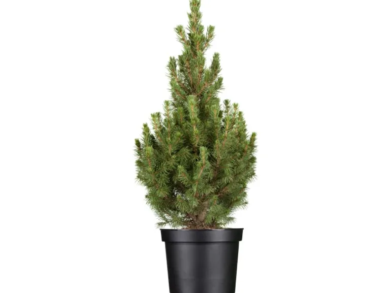OBI Zuckerhutfichte "Conica" Höhe ca. 50 - 60 cm Topf ca. 5 l Picea