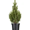 OBI Zuckerhutfichte "Conica" Höhe ca. 20 - 30 cm Topf ca. 2 l Picea