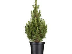 OBI Zuckerhutfichte "Conica" Höhe ca. 20 - 30 cm Topf ca. 2 l Picea