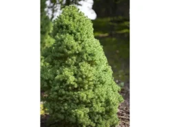 OBI Zuckerhutfichte "Conica" Höhe ca. 20 - 30 cm Topf ca. 2 l Picea